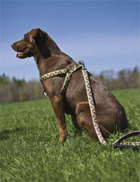 Luine dog lead