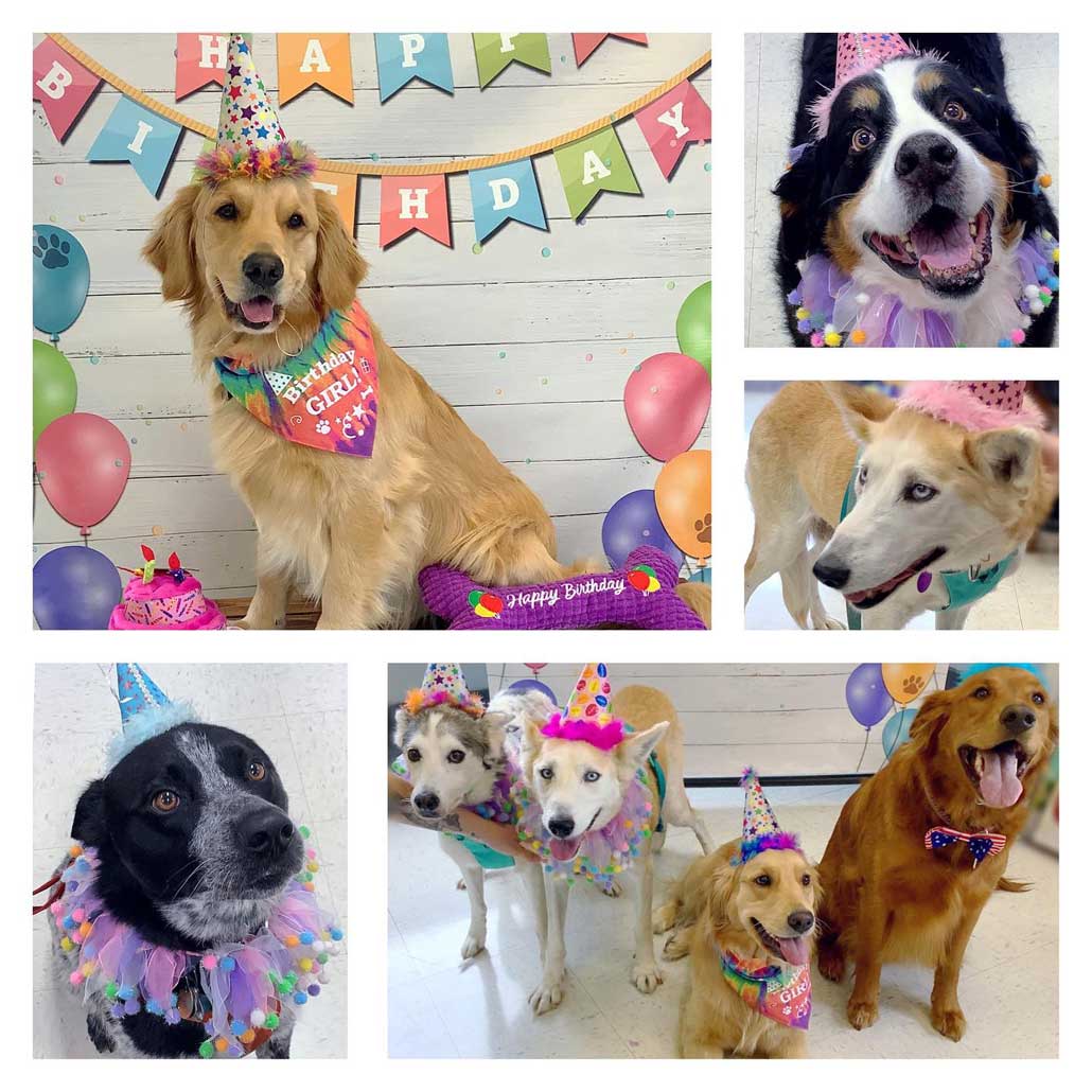 Pet Birthday Celebrations 