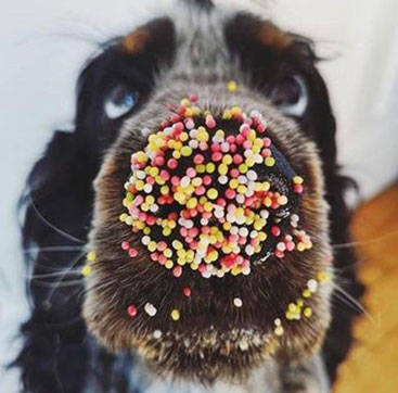 dog with sprinkles