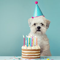 Doggie Birthday Cakes