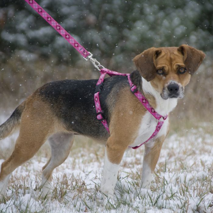 Roman dog collar discount