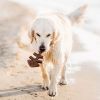 Benebone - Fishbone Dog Chew Toy