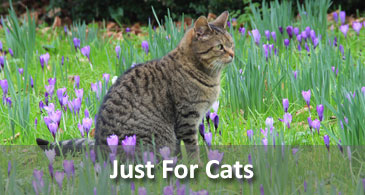 Cat Treats, Toys & Supplies