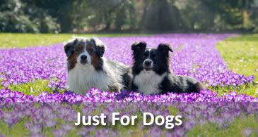 Just For Dogs
