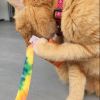 FYPO Catnip Toss About Toys - OUT OF STOCK