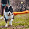 Tall Tails G.O.A.T. Bone