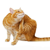 Flea & Tick for Cats