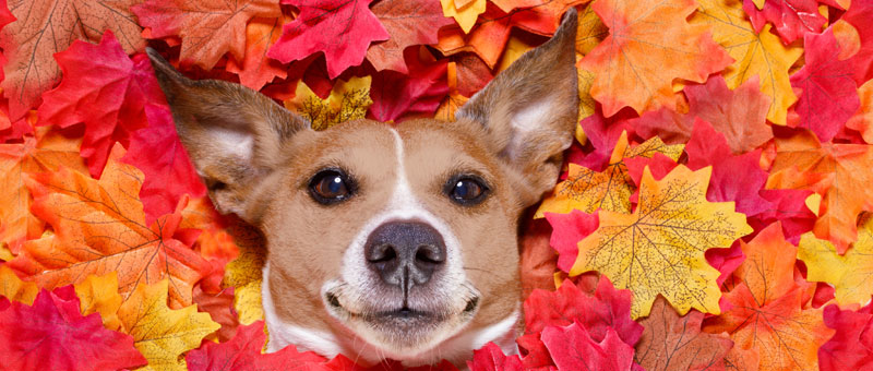 Shop Autumn Favorites