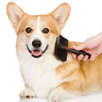 Grooming