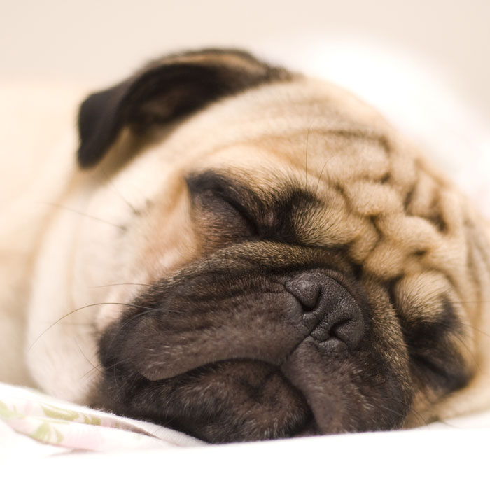 Pet Anxiety & Calming Aids
