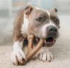 Benebone - Wishbone Tough Dog Chew Toy - Peanut Butter Flavor