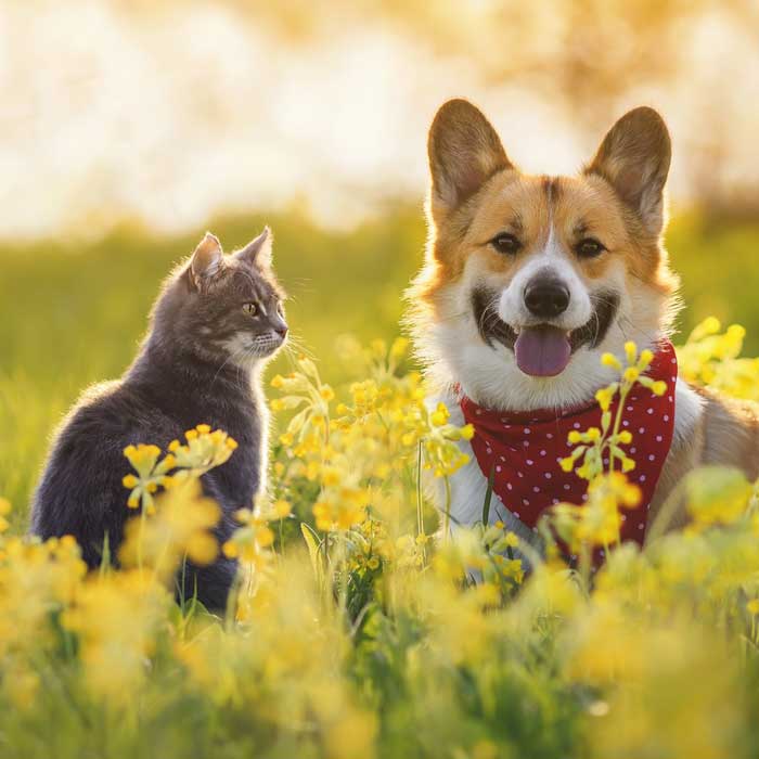 Flea & Tick Preventatives