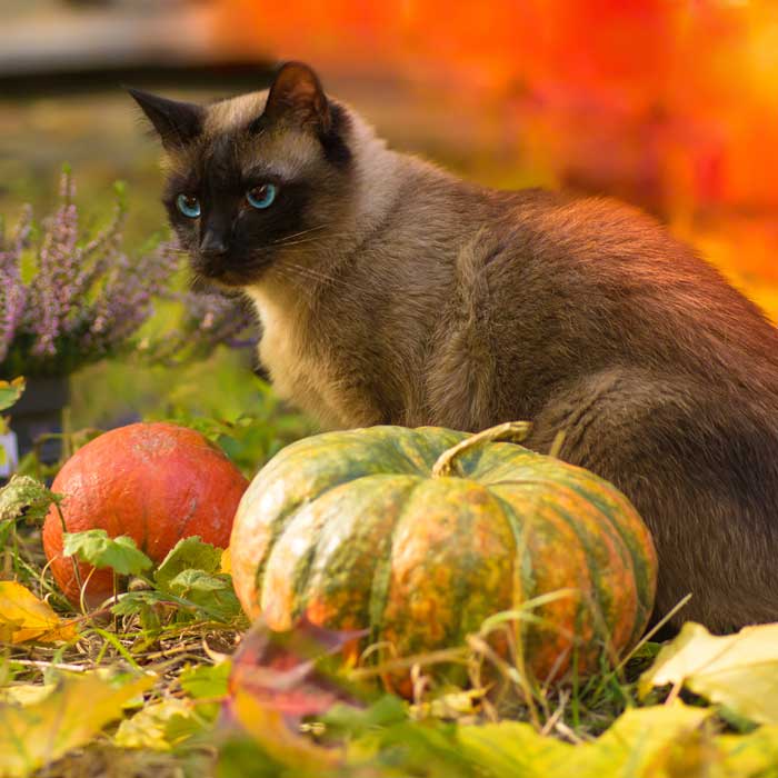 Lupine Cat Collars & More