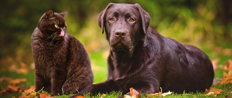 Shop Lupine Collars, Leads & More for Dogs & Cats