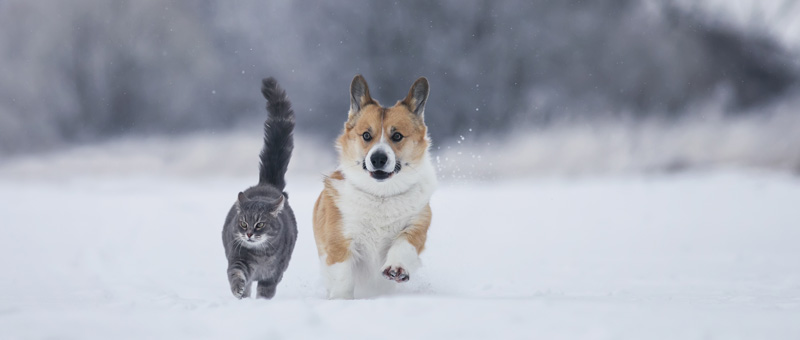 Shop Lupine Collars, Leads & More for Dogs & Cats