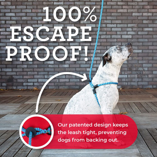 Slip proof dog collar clearance