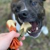 WHIMZEES® - Brushzees® All Natural Daily Dental Chew for Dogs