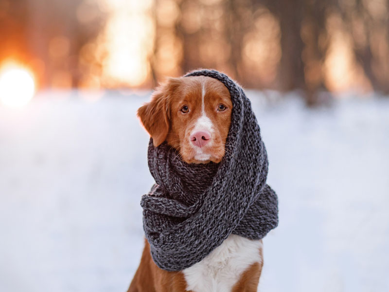 Winter Apparel