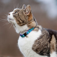 Lupine Collars & Harnesses For Cats