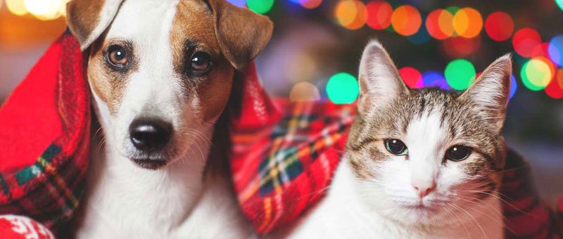 Holiday Fun For Dogs & Cats