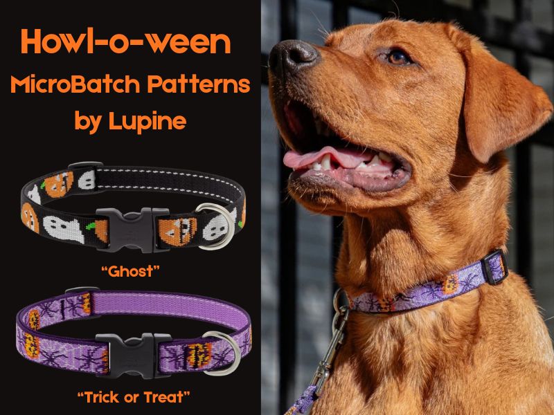 Shop Lupine Collars & Harnesses For Dogs