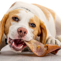 Raw Bar Treats & Chews