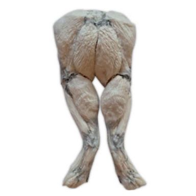 New! Bones & Co - Frog Legs