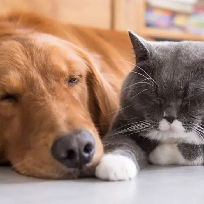 Pet Anxiety & Calming Aids