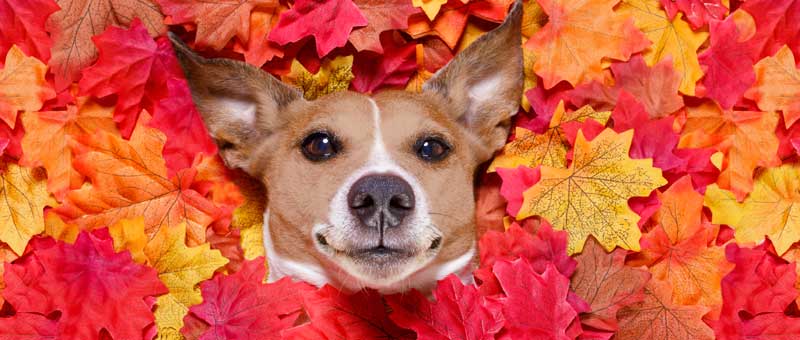 Shop Autumn Fun For Dogs & Cats
