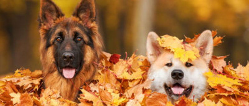 Shop Autumn Fun For Dogs & Cats