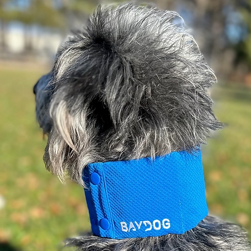 Bay Dog - Cooling Collar - BAYDOG Blue
