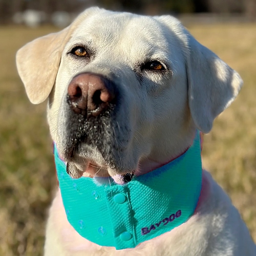 Bay Dog - Cooling Collar - Sea Foam