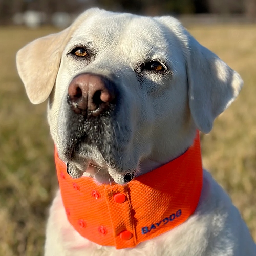 Bay Dog - Cooling Collar - Blaze Orange