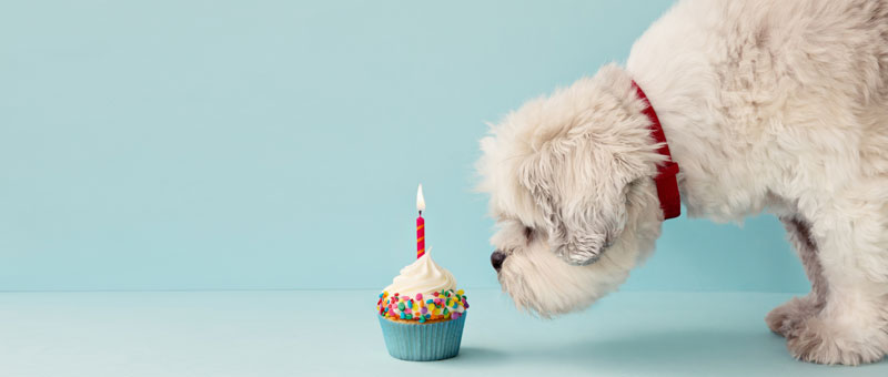 Shop Pet Birthday