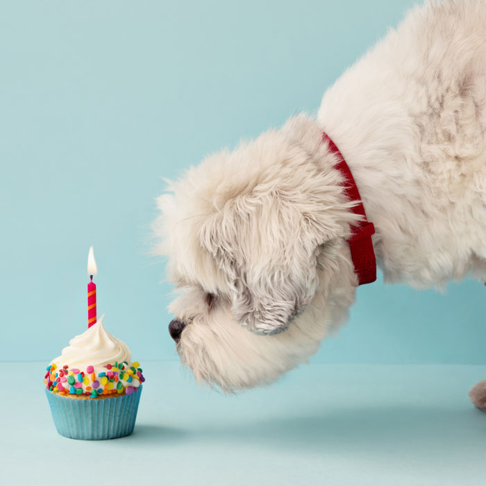 Pet Birthday