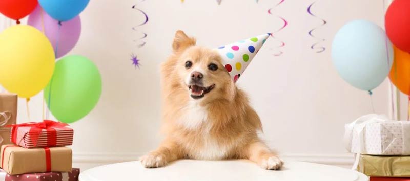 Shop Pet Birthday