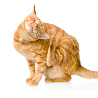 Cat Flea & Tick Protection