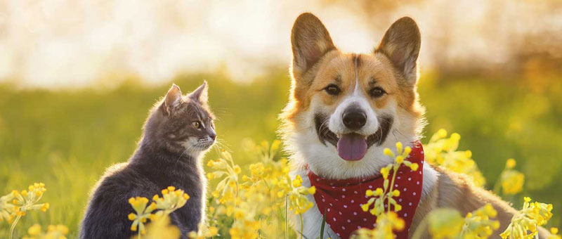 Shop Flea, Tick, & Insect Protection