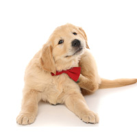 Dog Flea, Tick & Insect Protection