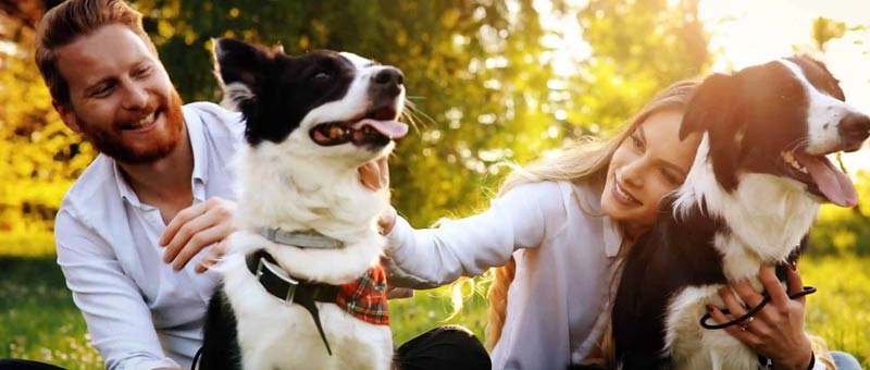 Shop Gifts for Pet Lovers