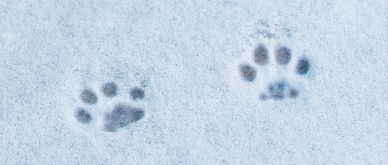 Shop Gifts for Pet Lovers