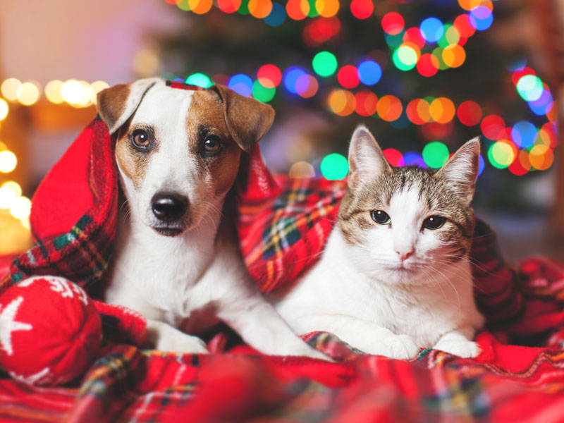 Four Your Paws Only Pet Specialty Store