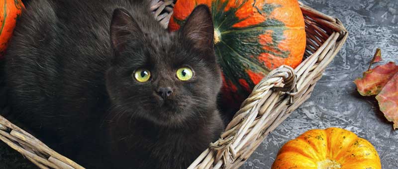 Shop For Cats