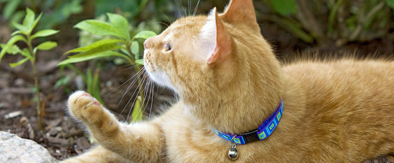 Shop Lupine Collars & Harnesses For Cats