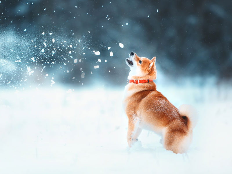 Shop Lupine Collars & Harnesses For Dogs