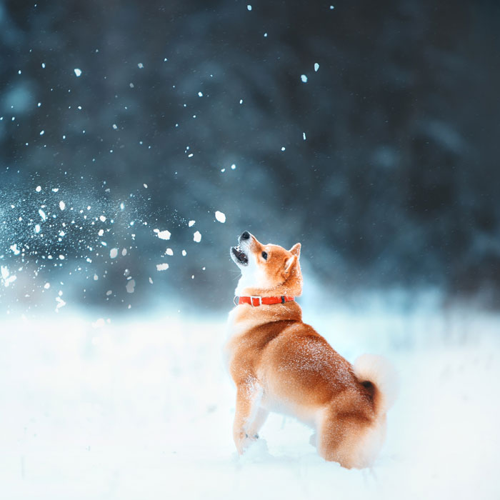 Lupine Collars & Harnesses For Dogs