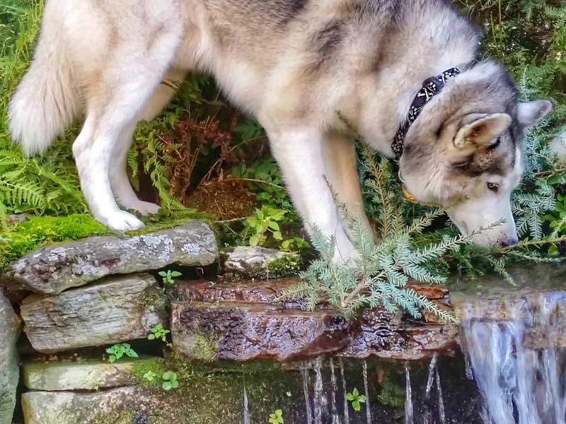 Shop Lupine Collars & Harnesses For Dogs