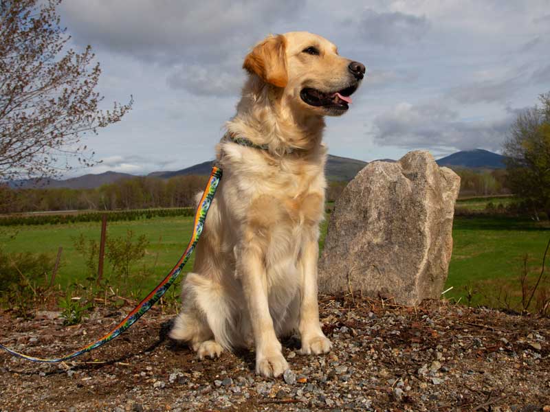 Shop Lupine Collars & Harnesses For Dogs