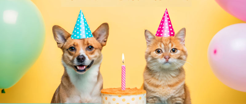 Shop Pet Birthday