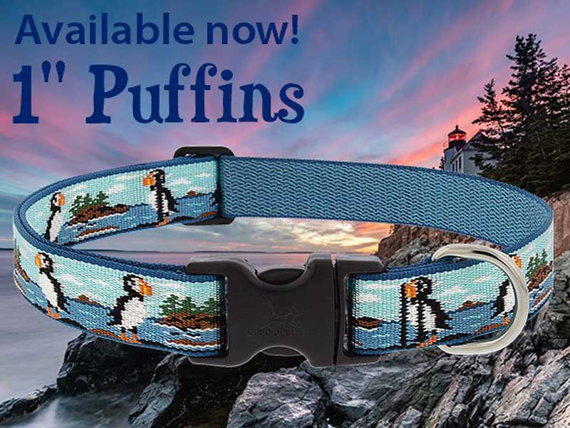 Shop Lupine Collars & Harnesses For Dogs
